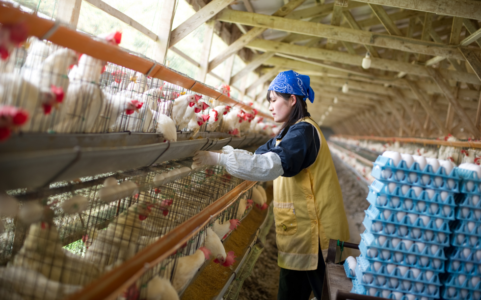 Sustainable Ingredients Large Food Production Singapore Malaysia Supplier