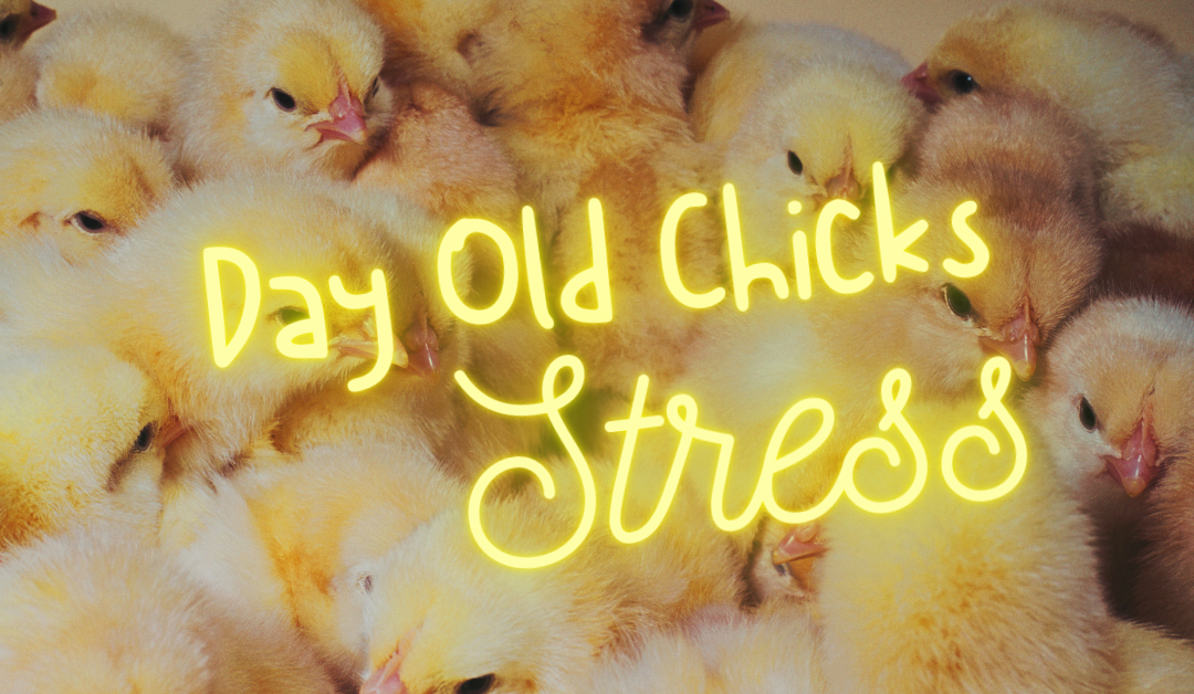 Super Chicks Healthcare Supplement For DOC