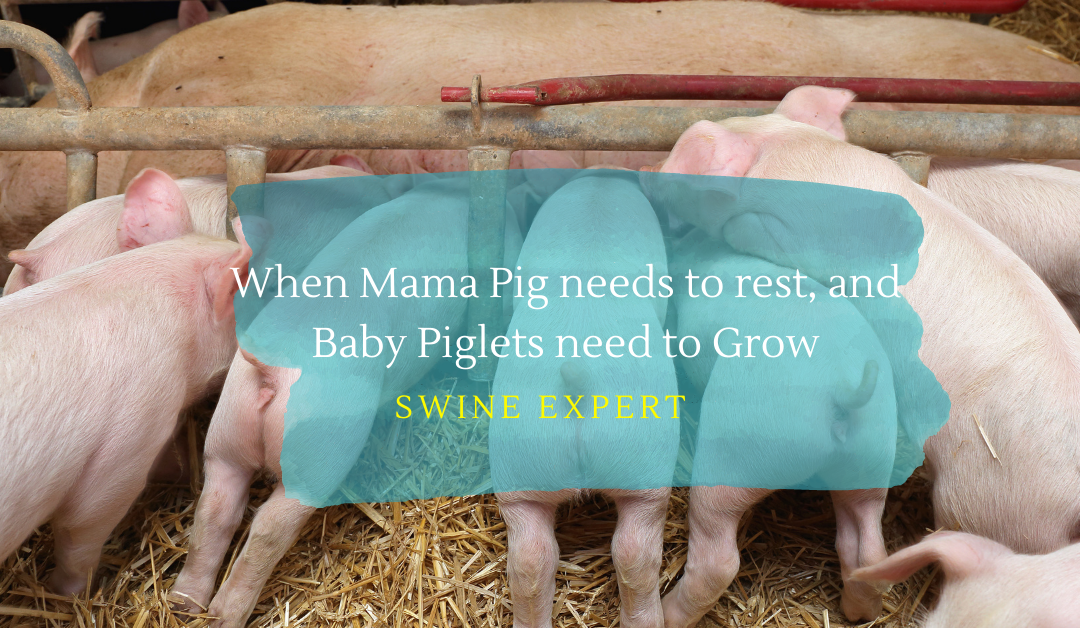 Nutrigro Natural Feed Supplement For Young Piglets